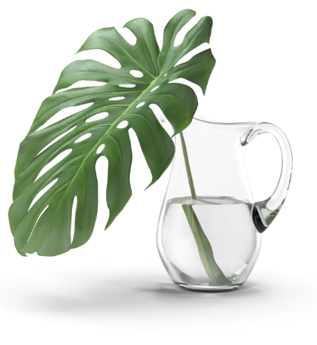 jarro planta